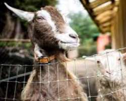The garden is also home to several animals like goats, chickens, colonel Orson and more.